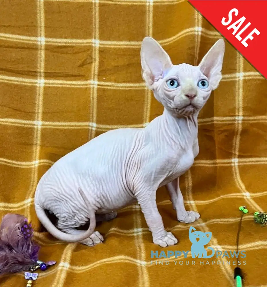 Dekster Canadian Sphynx male red pointed live animals