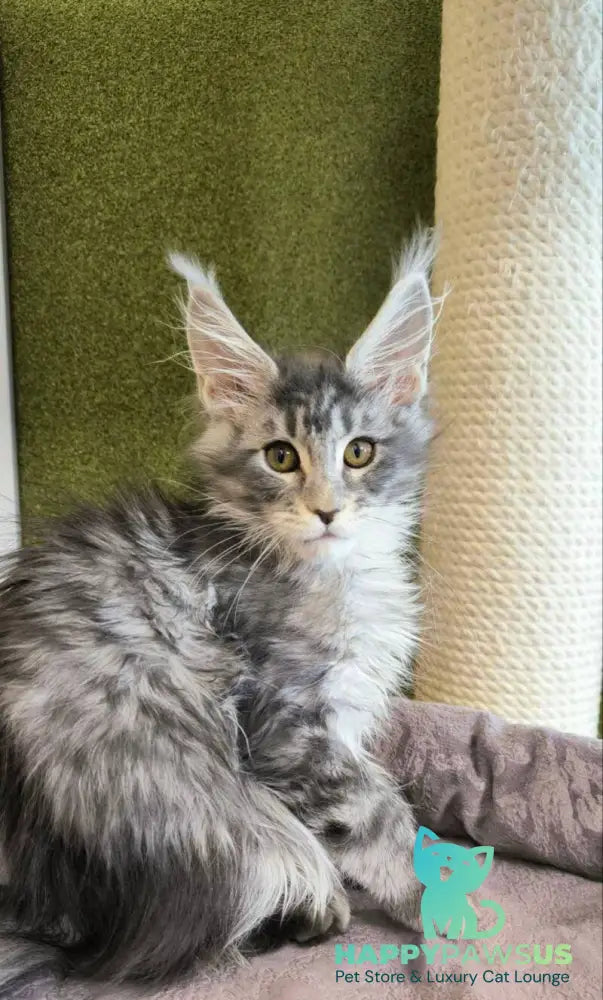 Delaila Maine Coon female black silver tabby live animals