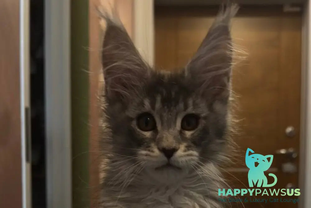 Delaila Maine Coon female black silver tabby live animals