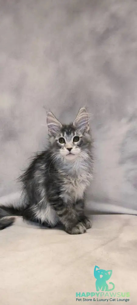 Delaila Maine Coon female black silver tabby live animals