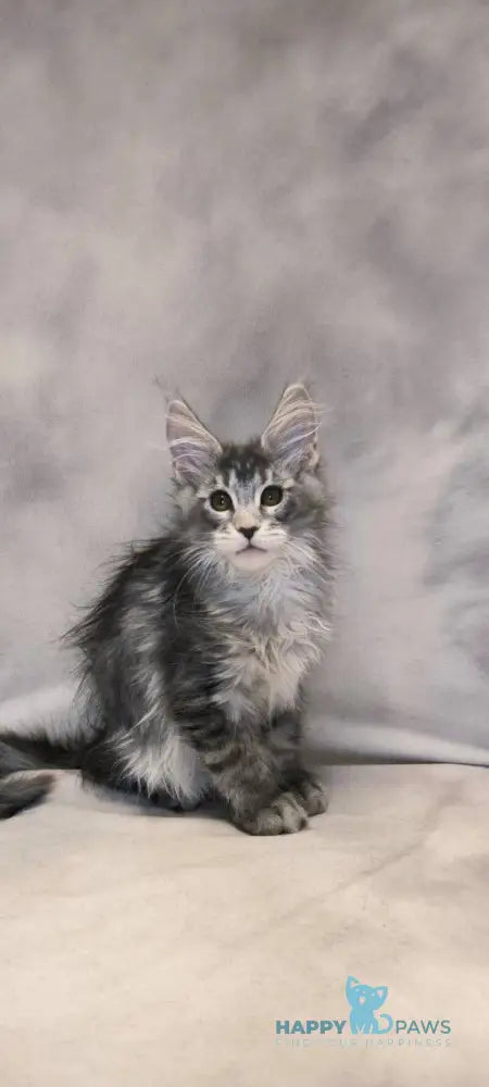 Delaila Maine Coon female black silver tabby live animals