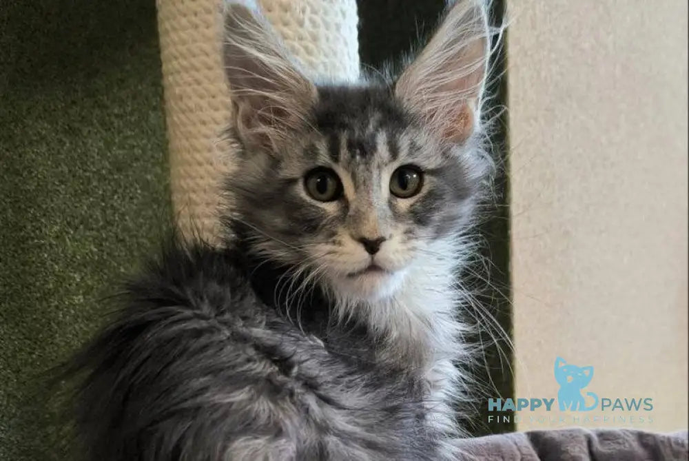 Delaila Maine Coon female black silver tabby live animals