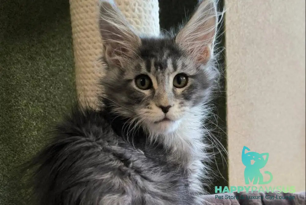 Delaila Maine Coon female black silver tabby live animals
