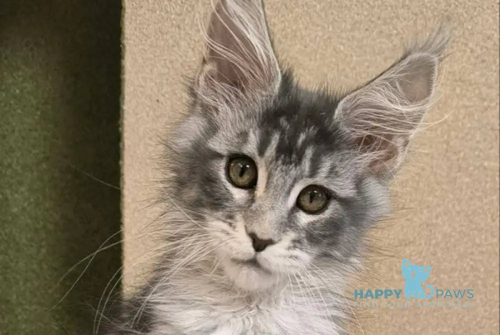 Delaila Maine Coon female black silver tabby live animals