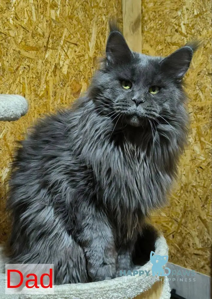 Delaila Maine Coon female black silver tabby live animals