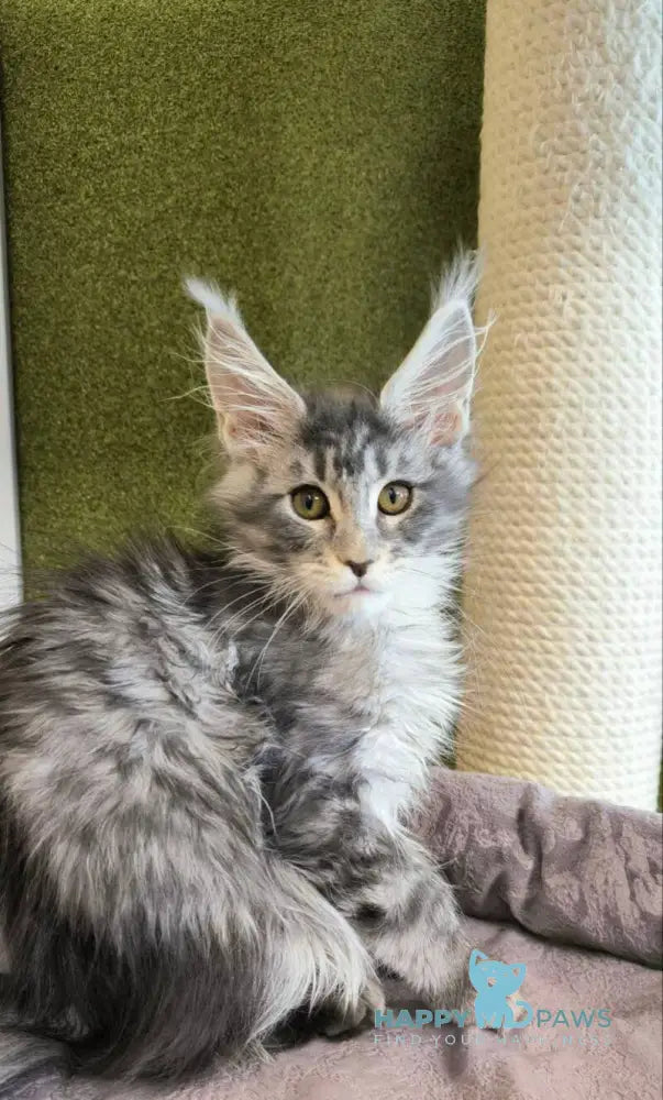 Delaila Maine Coon female black silver tabby live animals