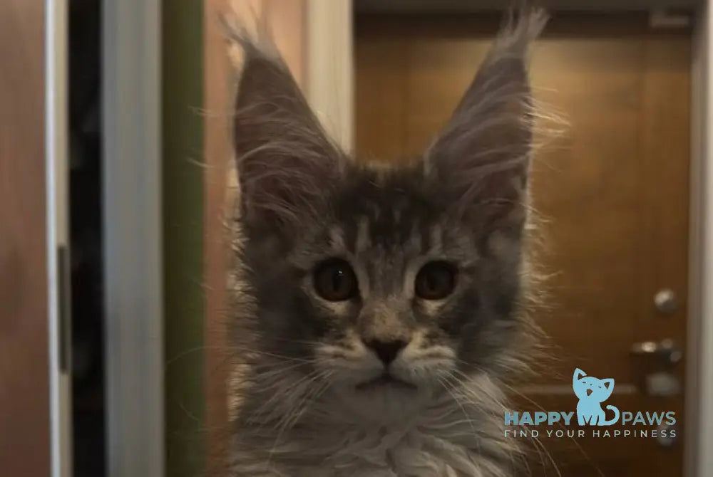 Delaila Maine Coon female black silver tabby live animals