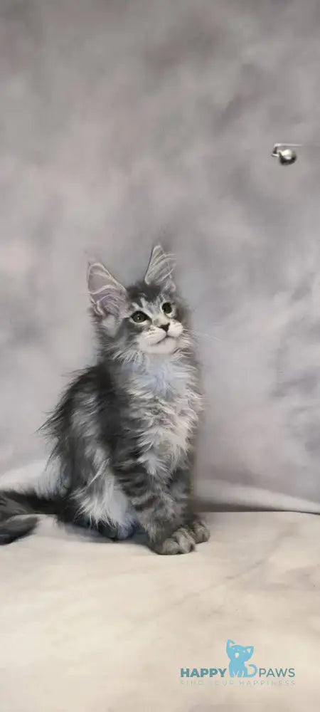 Delaila Maine Coon female black silver tabby live animals