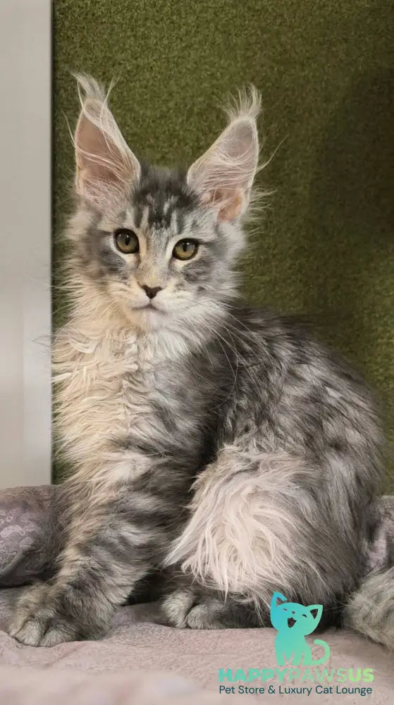 Delaila Maine Coon female black silver tabby live animals