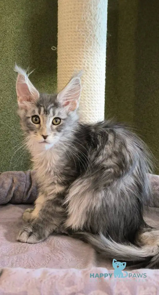 Delaila Maine Coon female black silver tabby live animals