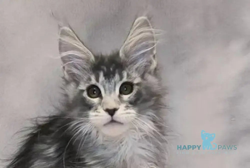 Delaila Maine Coon female black silver tabby live animals