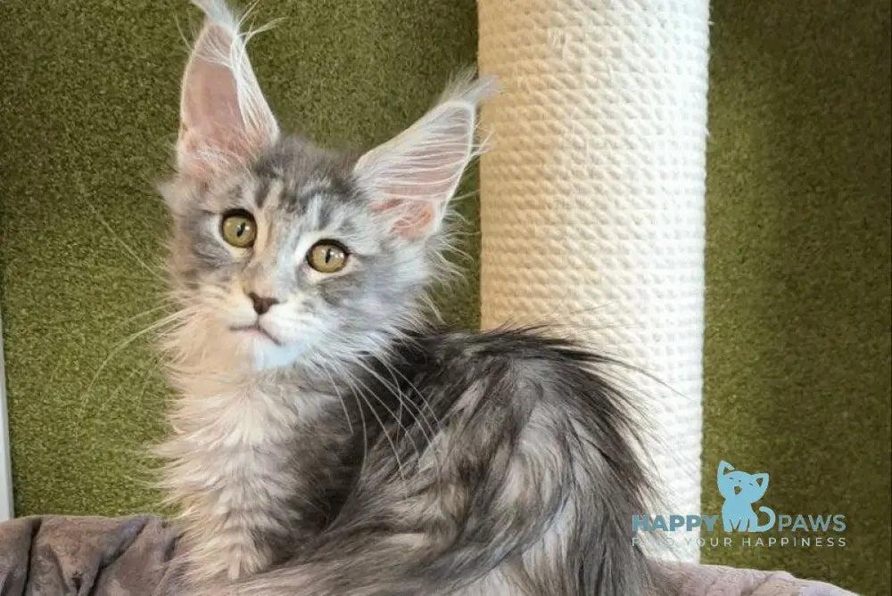 Delaila Maine Coon female black silver tabby live animals