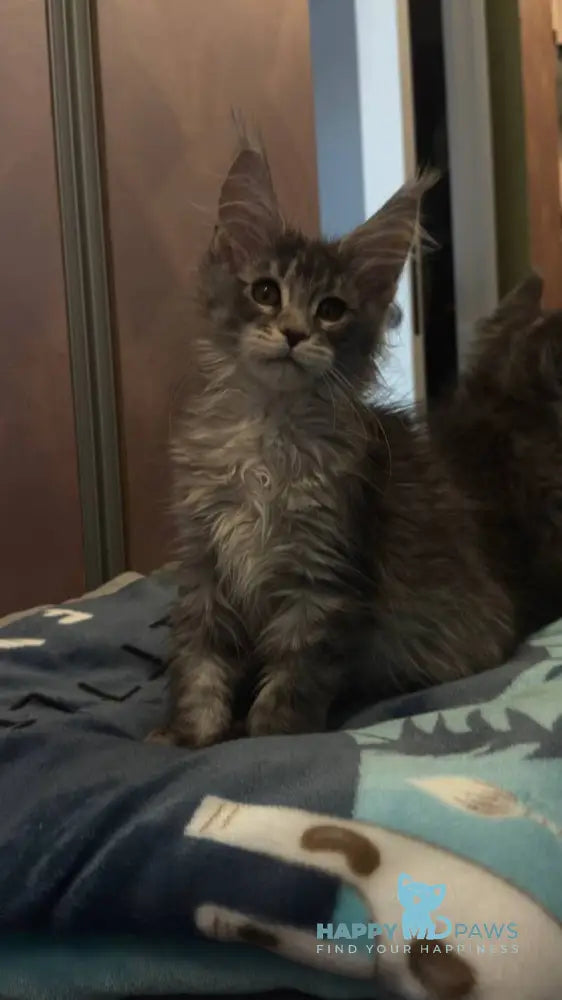 Delaila Maine Coon female black silver tabby live animals