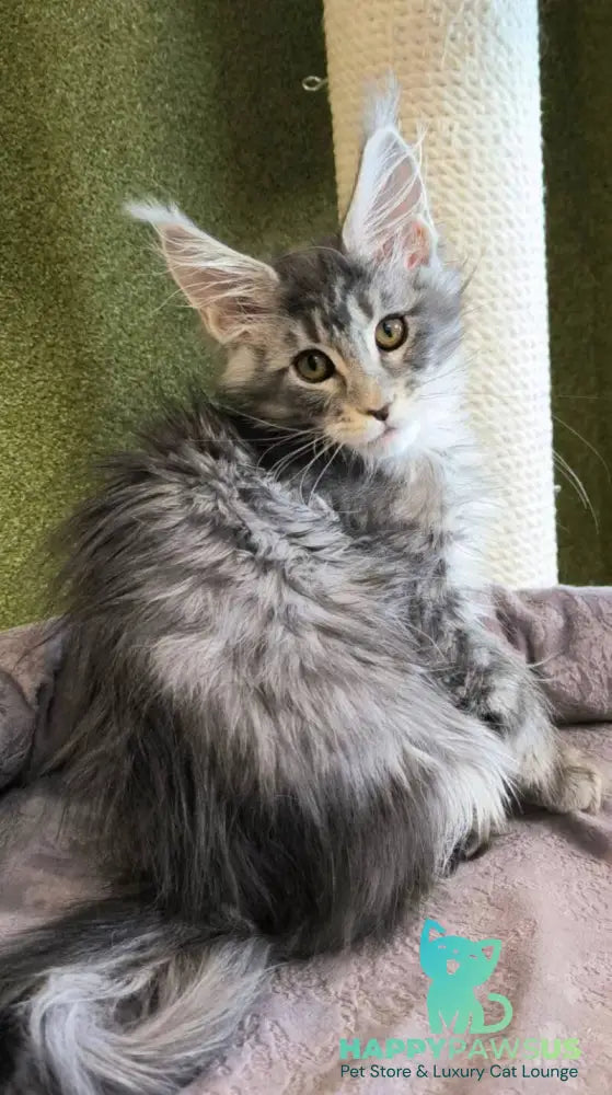 Delaila Maine Coon female black silver tabby live animals