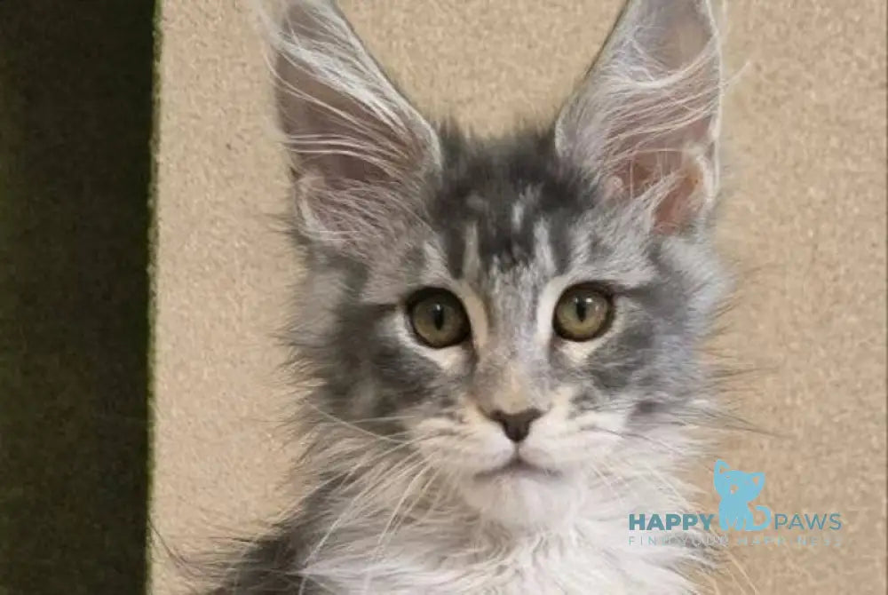 Delaila Maine Coon female black silver tabby live animals