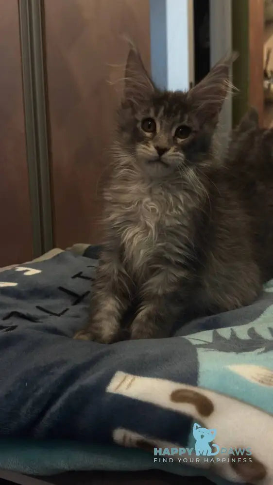 Delaila Maine Coon female black silver tabby live animals