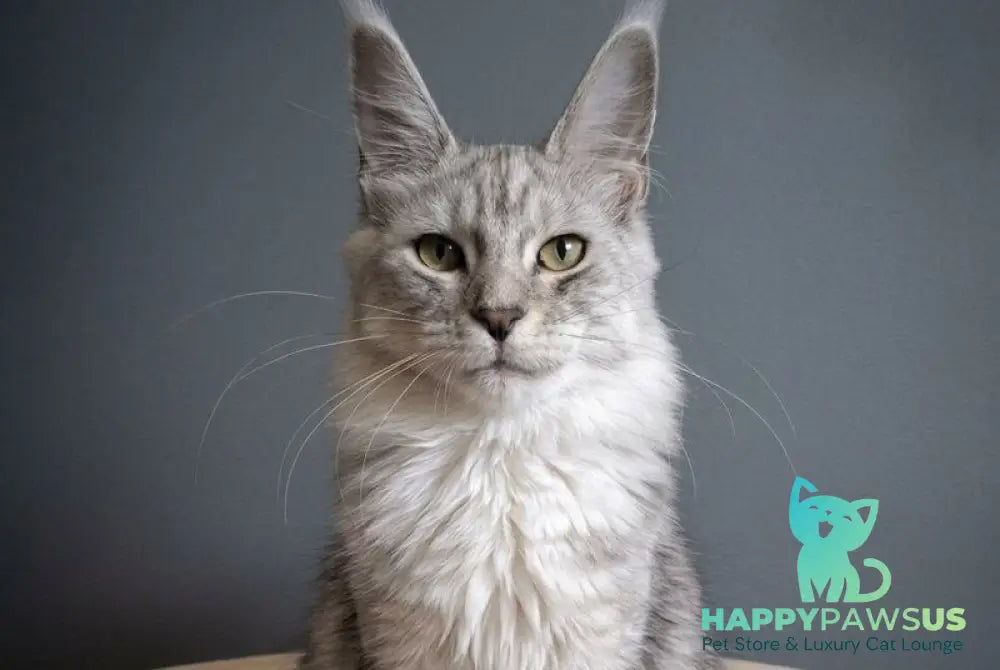 Delfi Maine Coon female black silver tabby - live animals