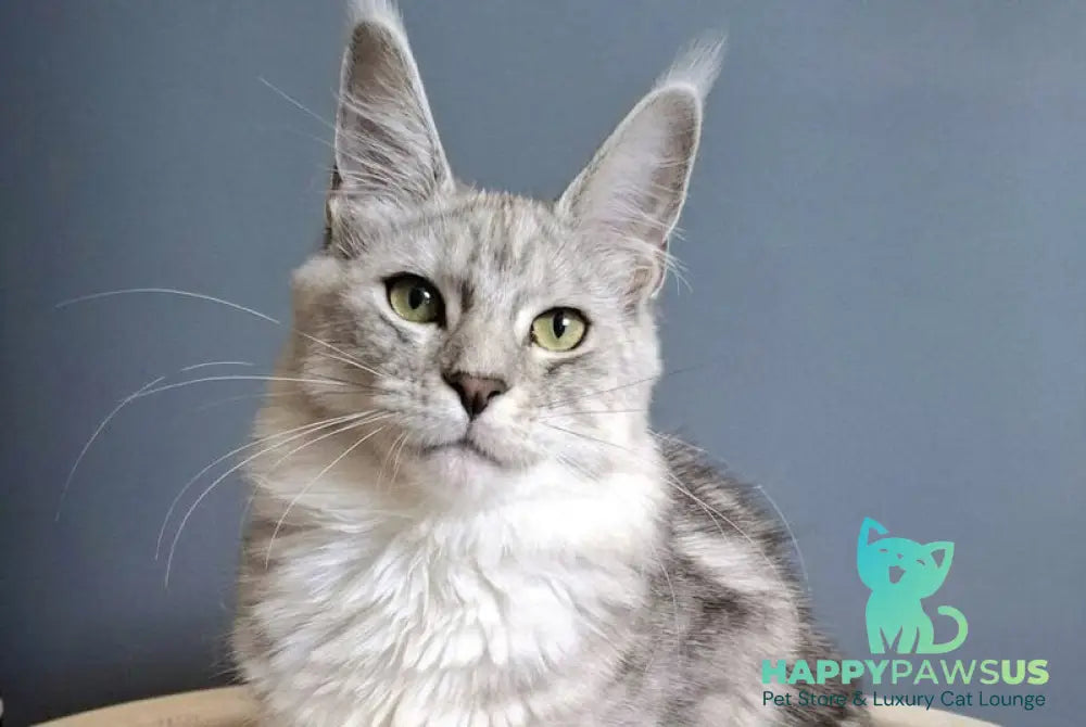 Delfi Maine Coon female black silver tabby - live animals