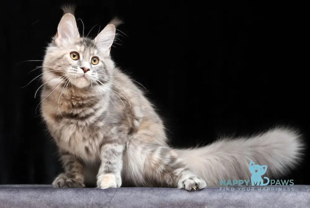 Delica Maine Coon Female Blue Tortie Tabby Live Animals