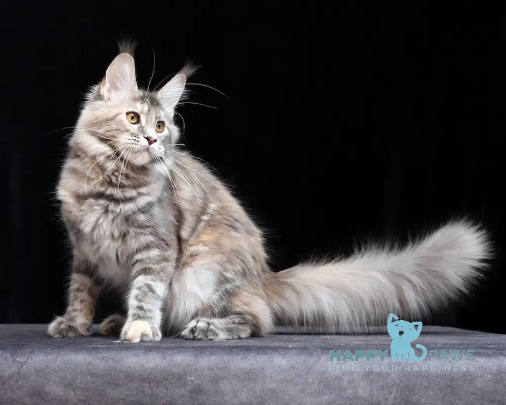 Delica Maine Coon Female Blue Tortie Tabby Live Animals