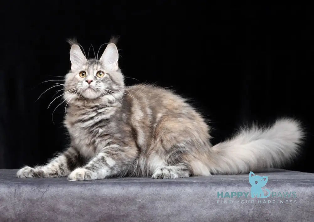 Delica Maine Coon Female Blue Tortie Tabby Live Animals