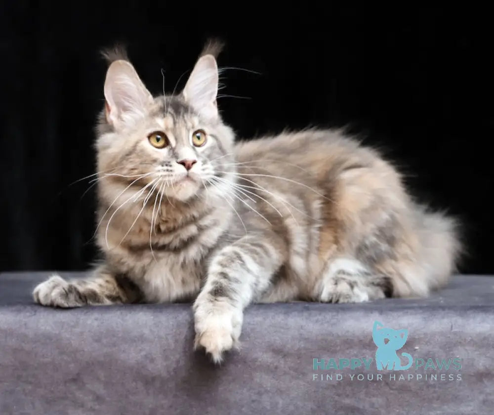 Delica Maine Coon Female Blue Tortie Tabby Live Animals