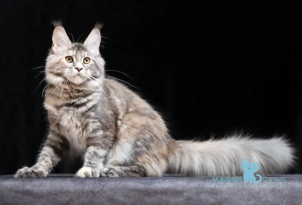 Delica Maine Coon Female Blue Tortie Tabby Live Animals