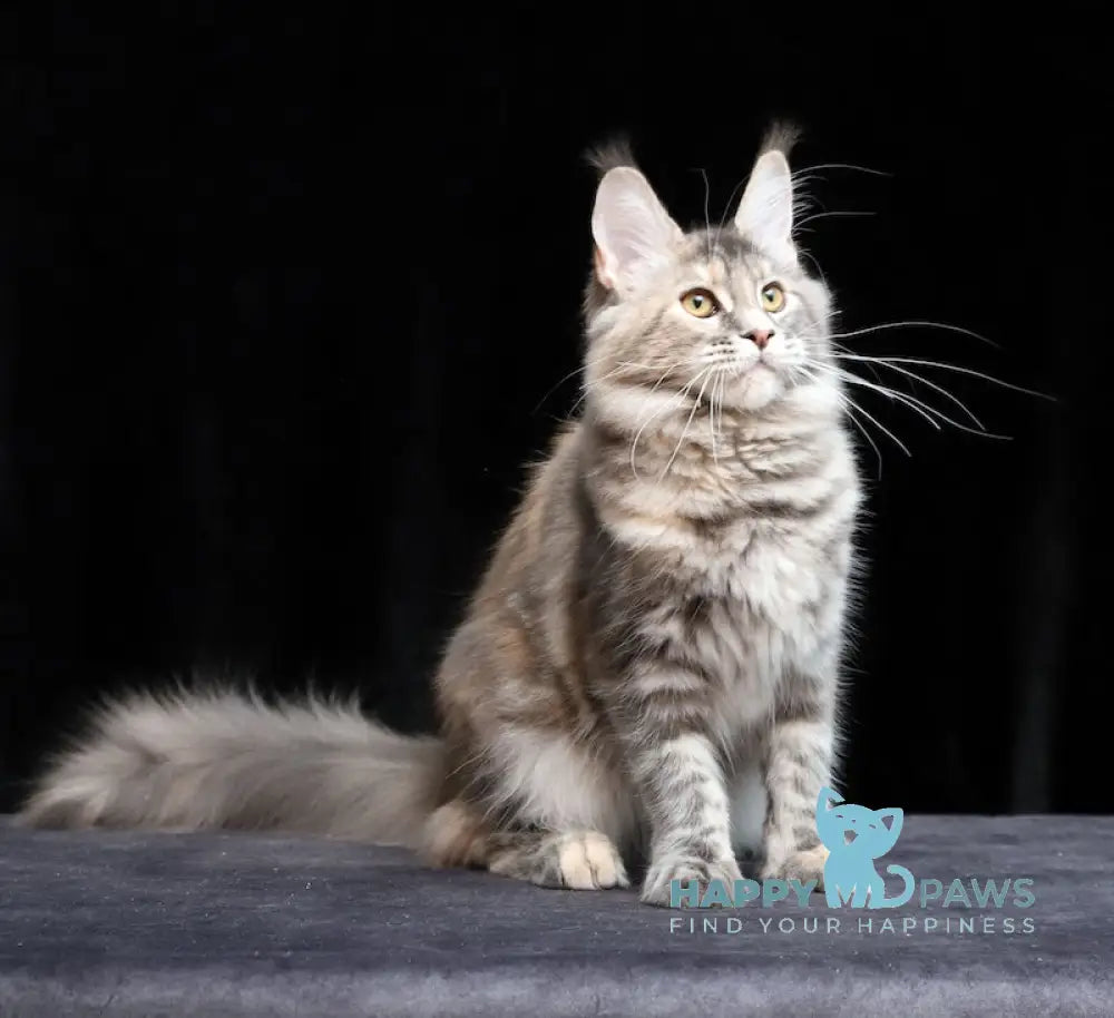 Delica Maine Coon Female Blue Tortie Tabby Live Animals