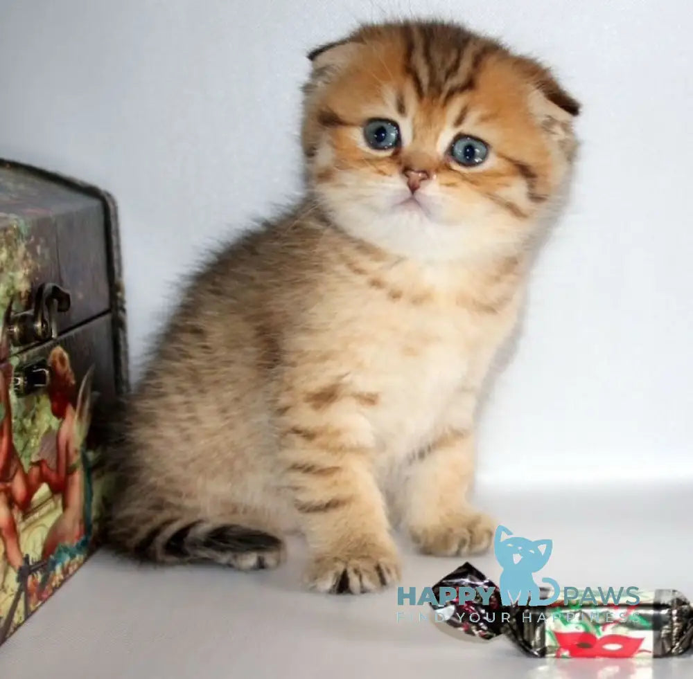 Delilah Scottish Fold female black golden ticked tabby live animals