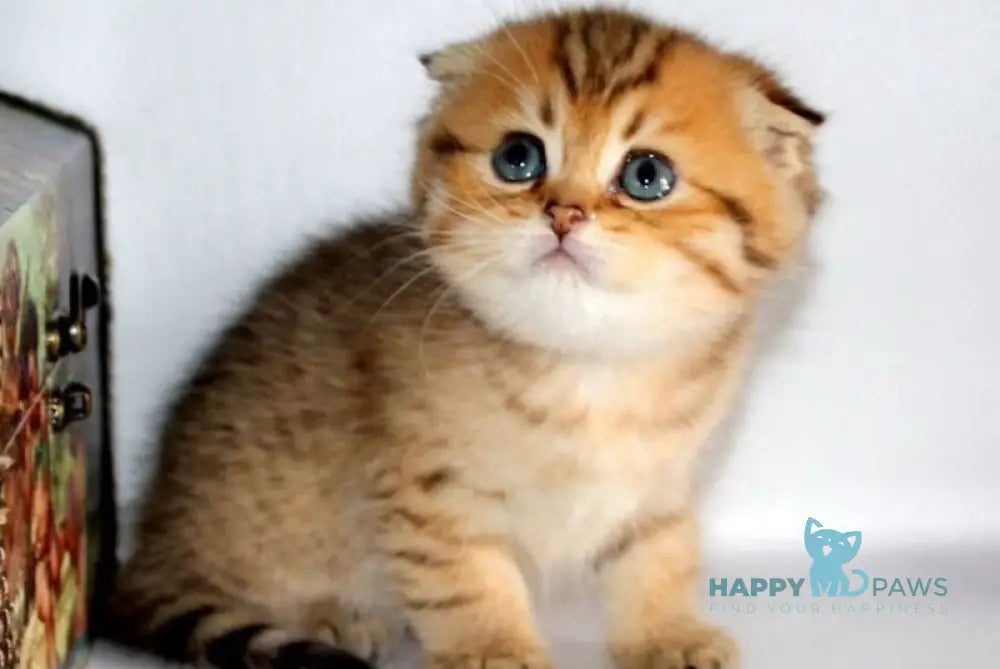 Delilah Scottish Fold female black golden ticked tabby live animals