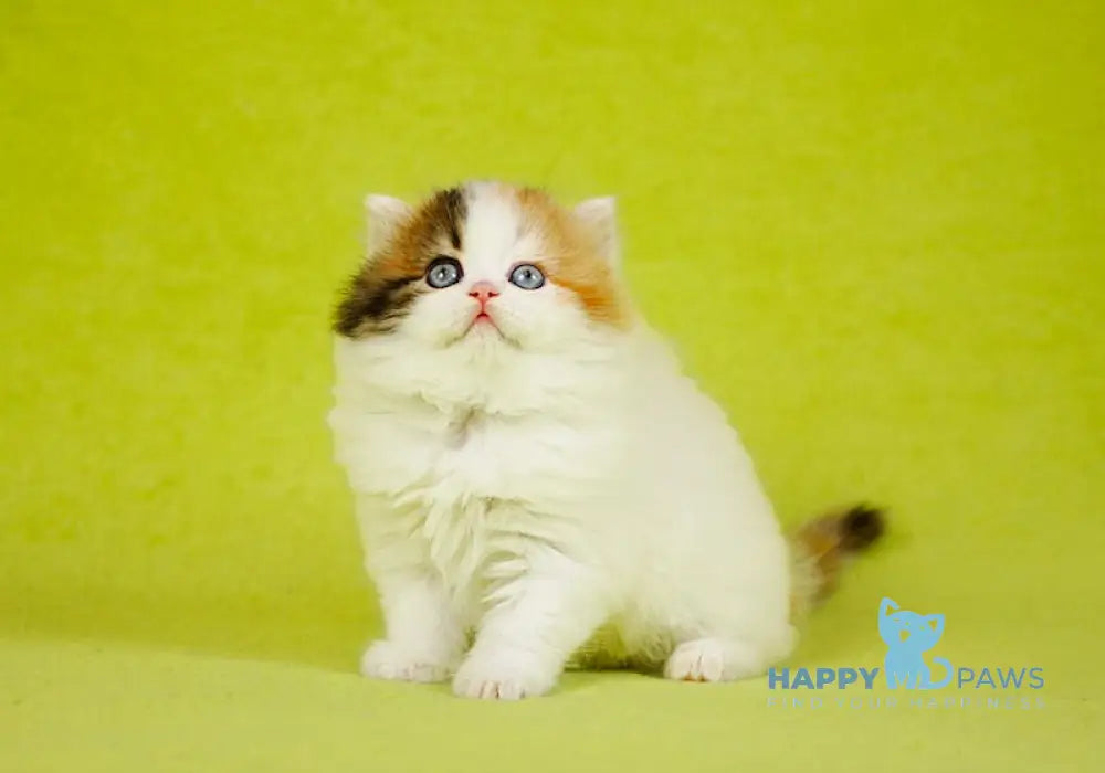 Delilah Scottish Straight female blue tortie van tabby live animals