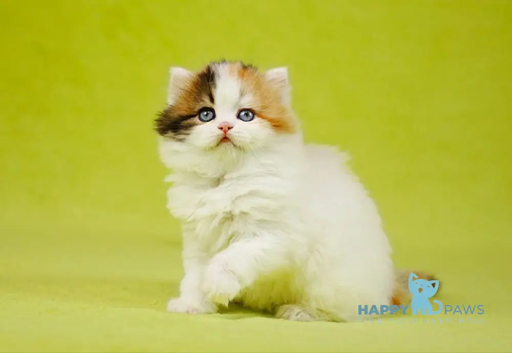 Delilah Scottish Straight female blue tortie van tabby live animals