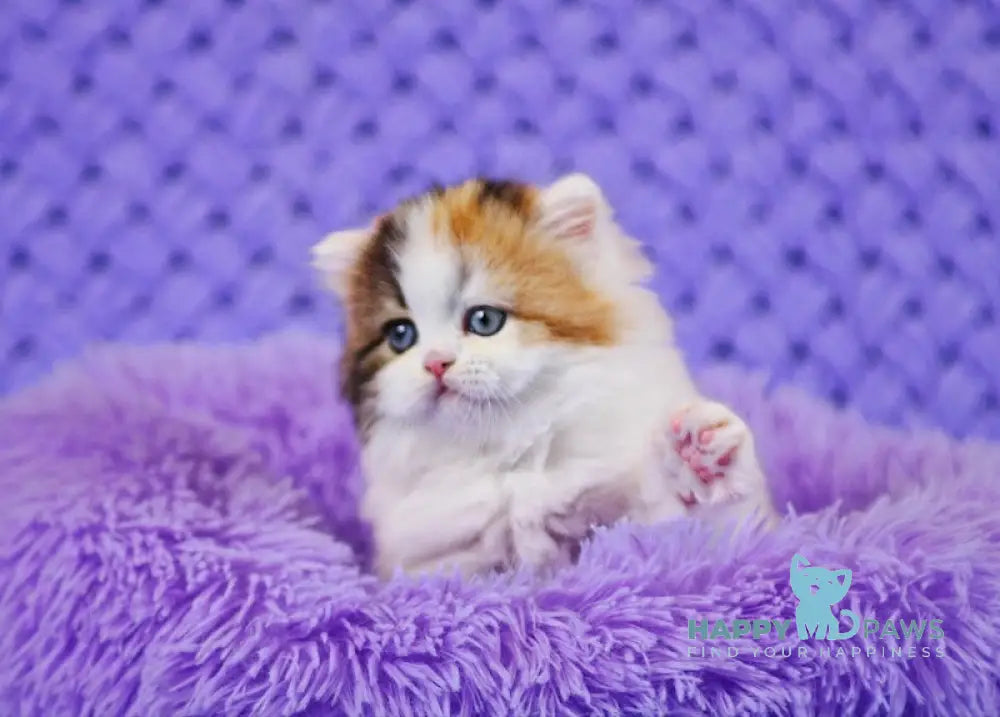 Delilah Scottish Straight female blue tortie van tabby live animals