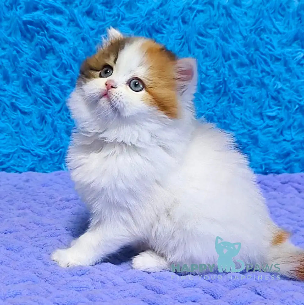 Delilah Scottish Straight female blue tortie van tabby live animals