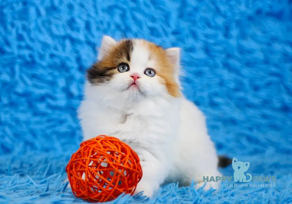 Delilah Scottish Straight female blue tortie van tabby live animals