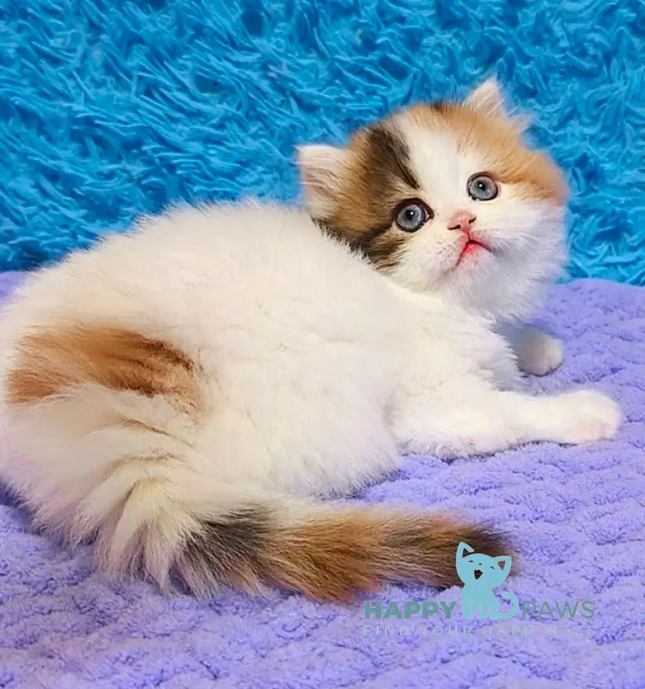 Delilah Scottish Straight female blue tortie van tabby live animals