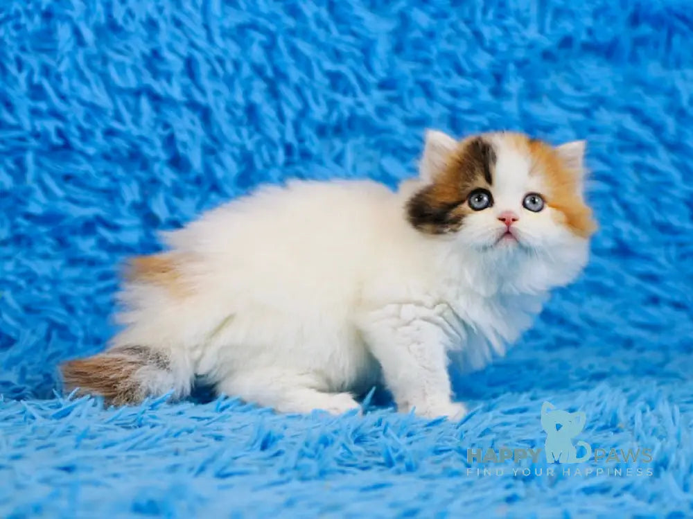 Delilah Scottish Straight female blue tortie van tabby live animals