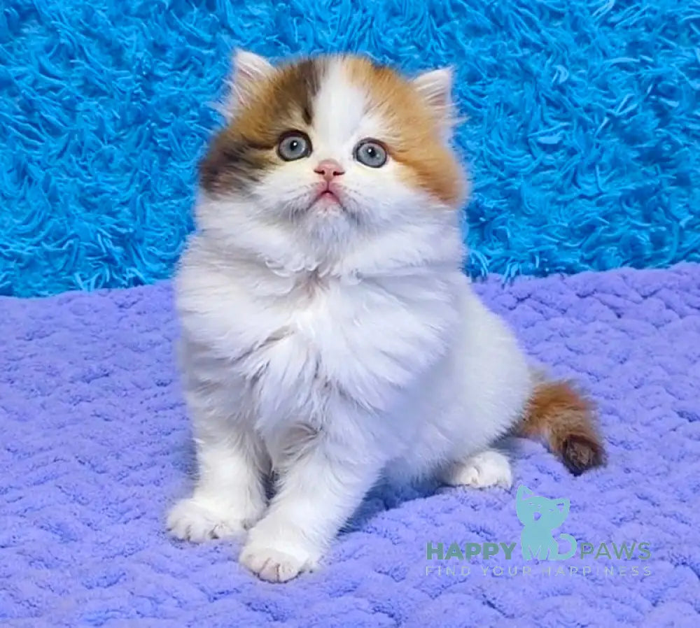Delilah Scottish Straight female blue tortie van tabby live animals