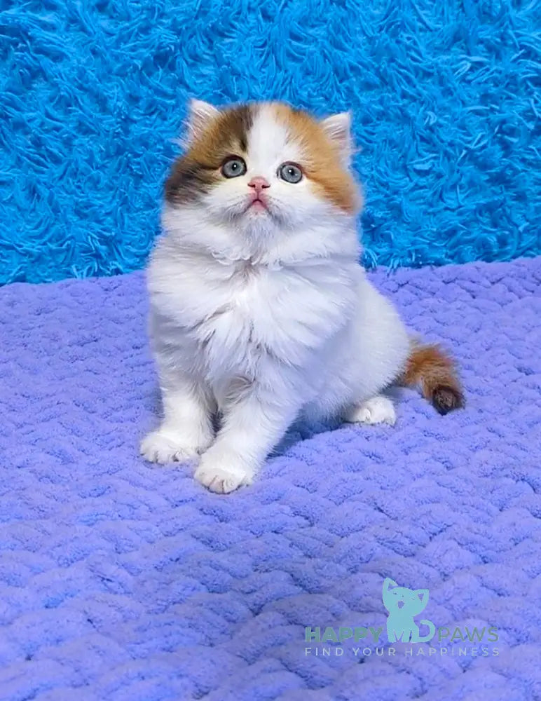 Delilah Scottish Straight female blue tortie van tabby live animals