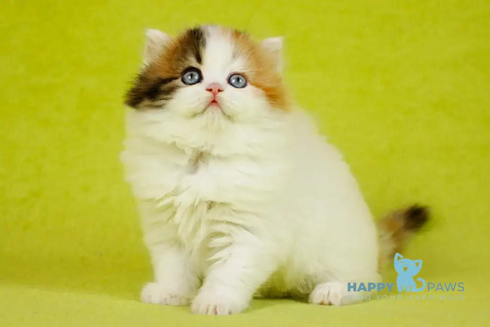 Delilah Scottish Straight female blue tortie van tabby live animals