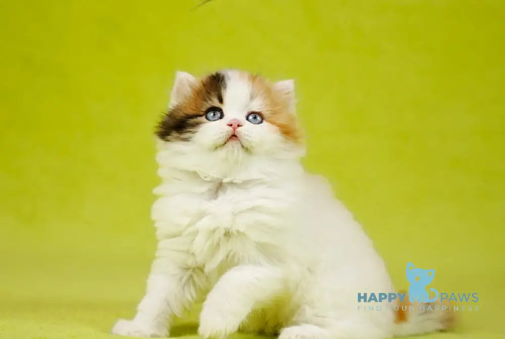 Delilah Scottish Straight female blue tortie van tabby live animals