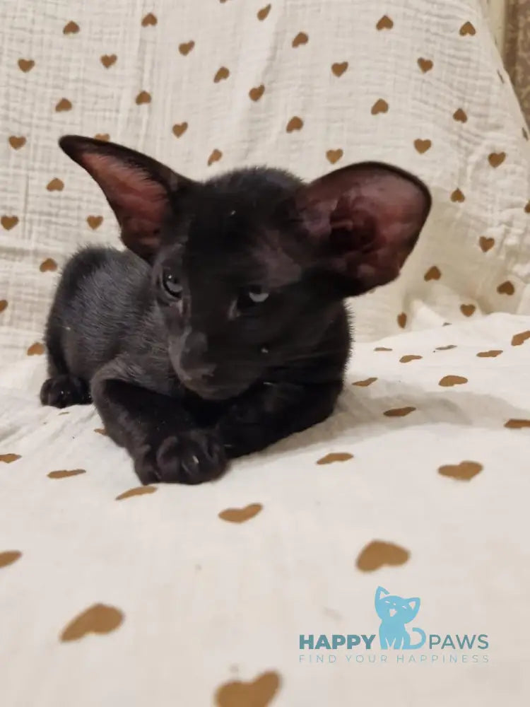 Della Oriental Shorthair Female Black Live Animals