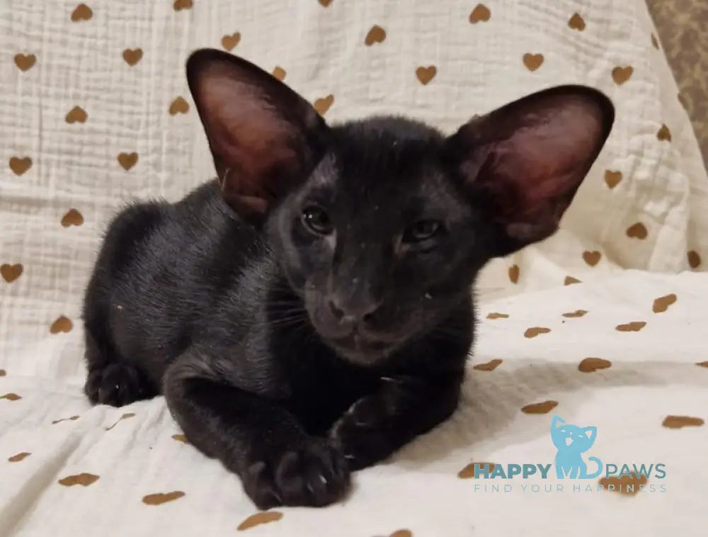 Della Oriental Shorthair Female Black Live Animals