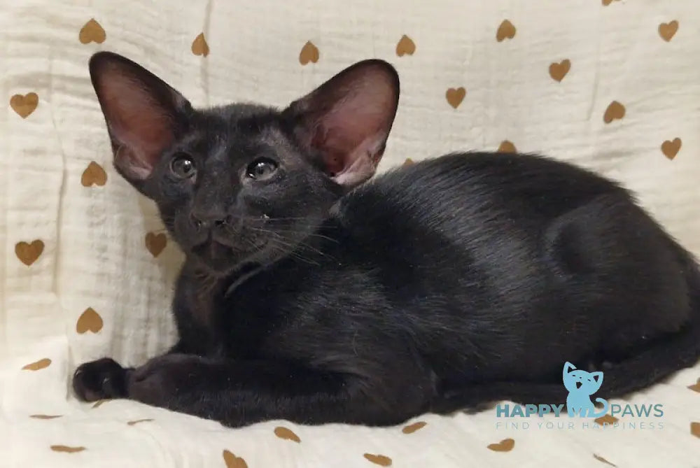 Della Oriental Shorthair Female Black Live Animals