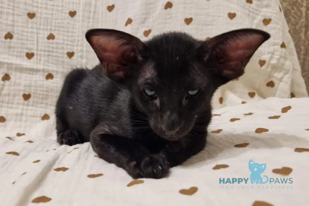 Della Oriental Shorthair Female Black Live Animals