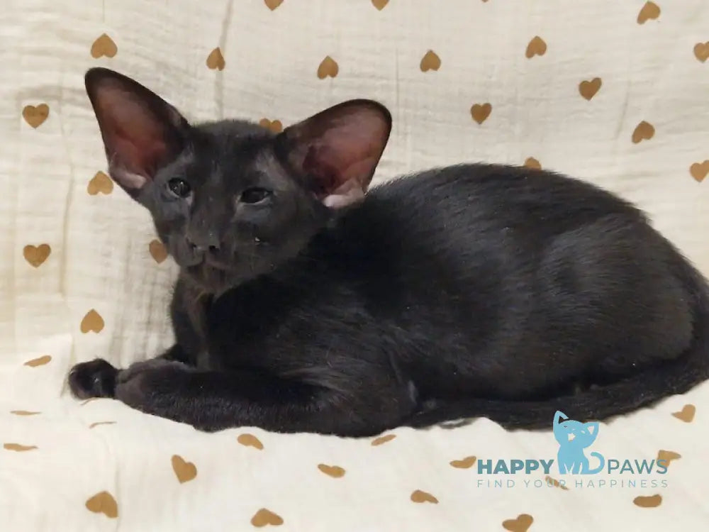 Della Oriental Shorthair Female Black Live Animals