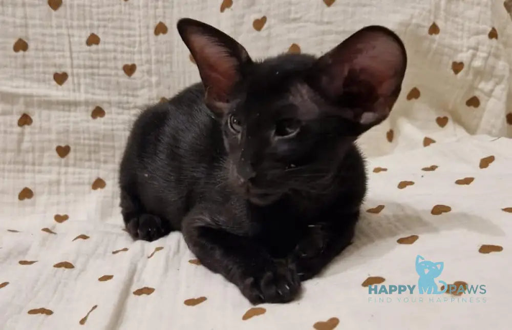 Della Oriental Shorthair Female Black Live Animals