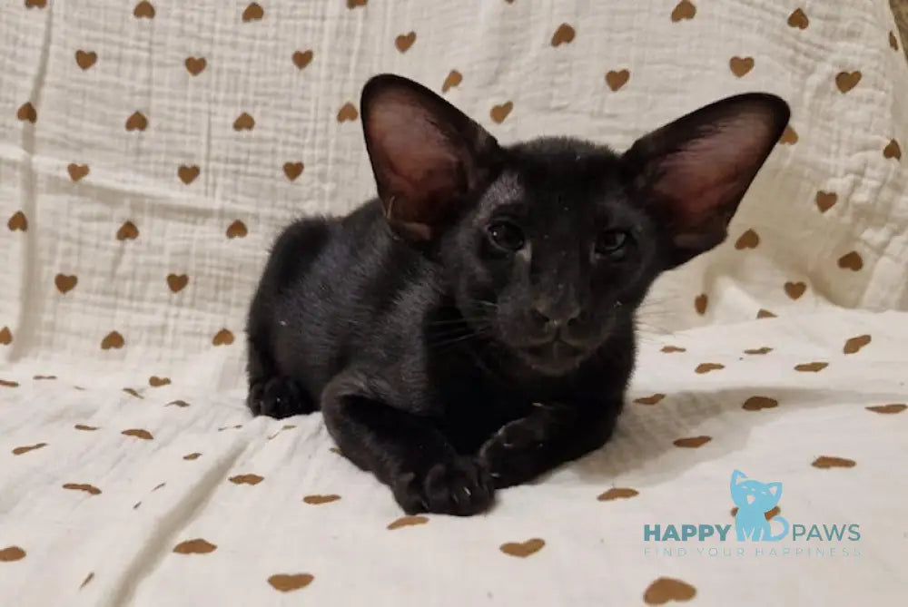 Della Oriental Shorthair Female Black Live Animals