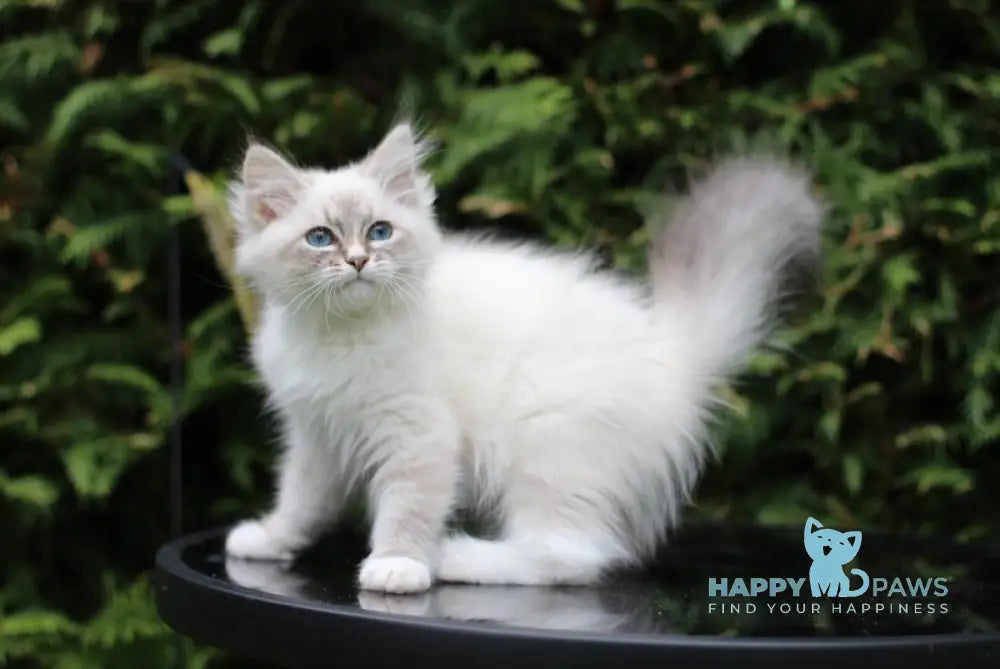Delphinium Siberian male blue tabby pointed with white live animals