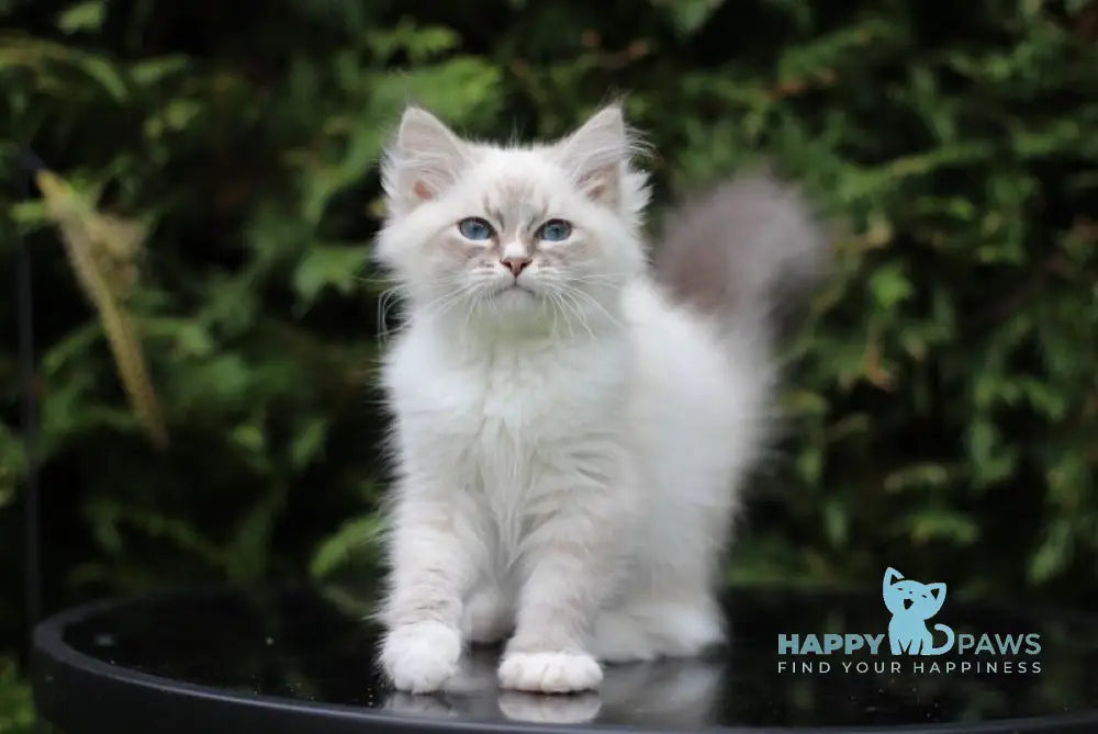 Delphinium Siberian male blue tabby pointed with white live animals